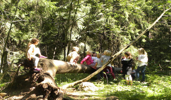 Skog og natur Skog og natur