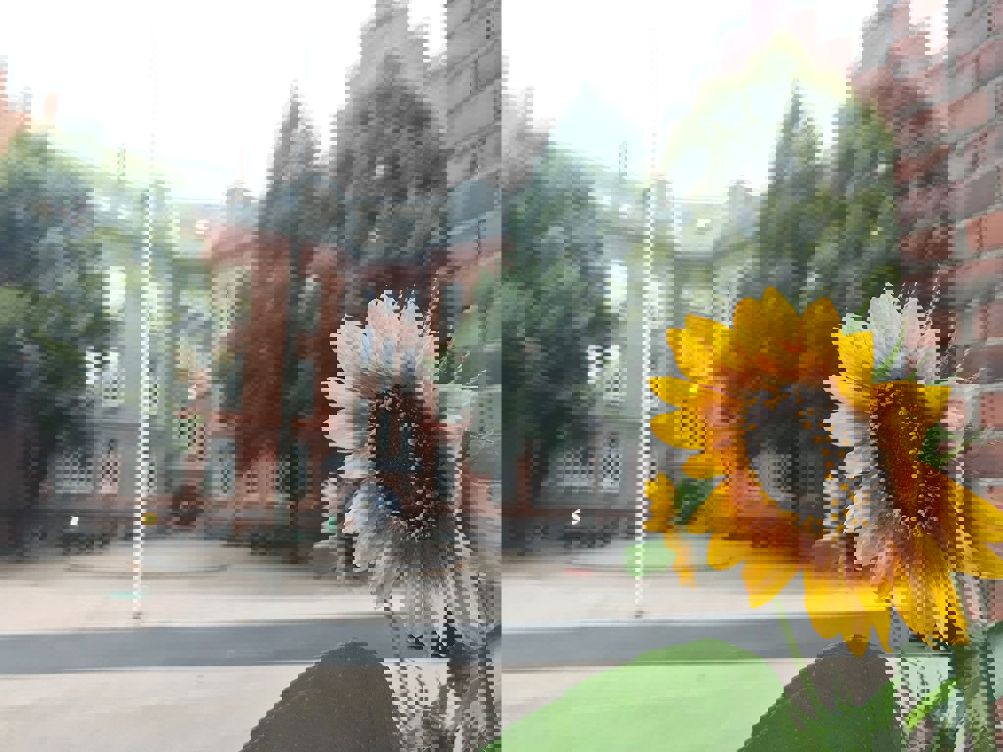 Bilde av skolen med solsikke foran