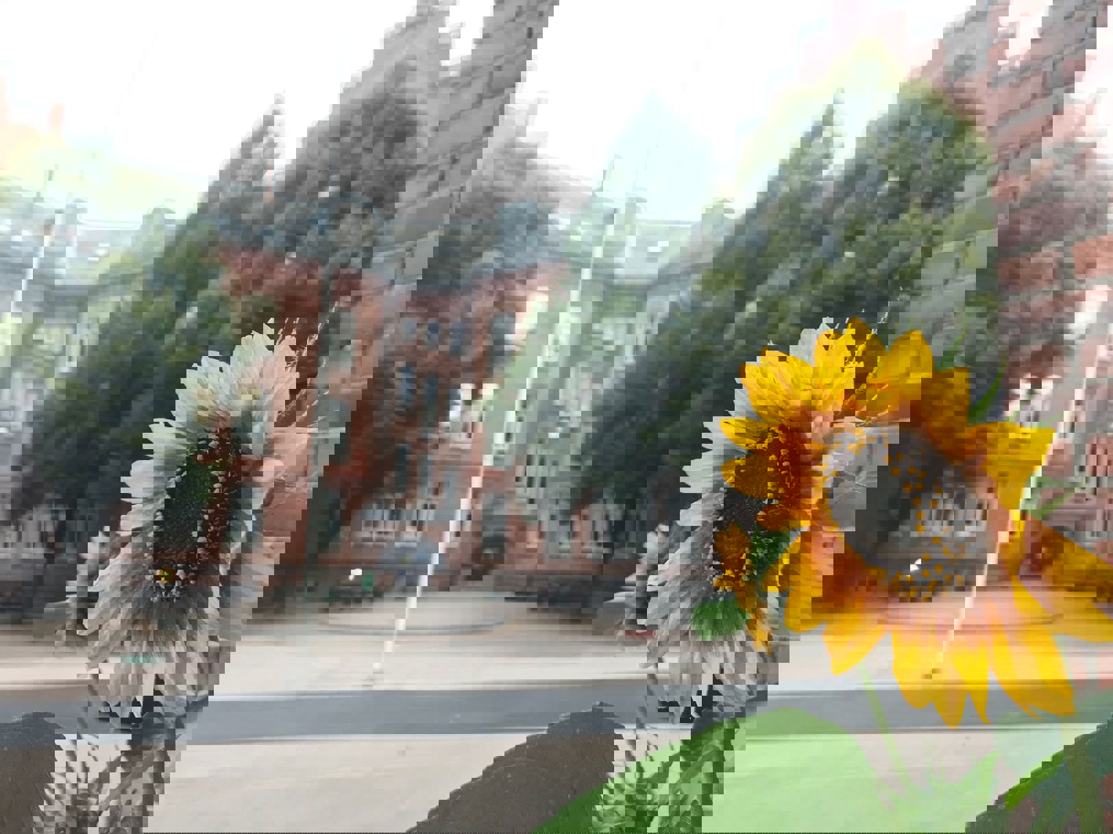 Bilde av skolen med solsikke foran